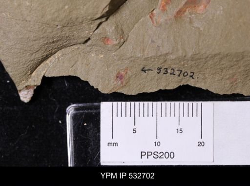 undet. Stylophora