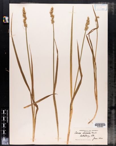 Carex stipata