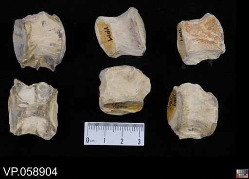 Aulopiformes?