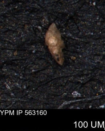 Verneuilina canadensis