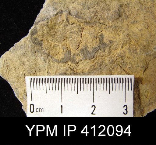 undet. Brachiopoda