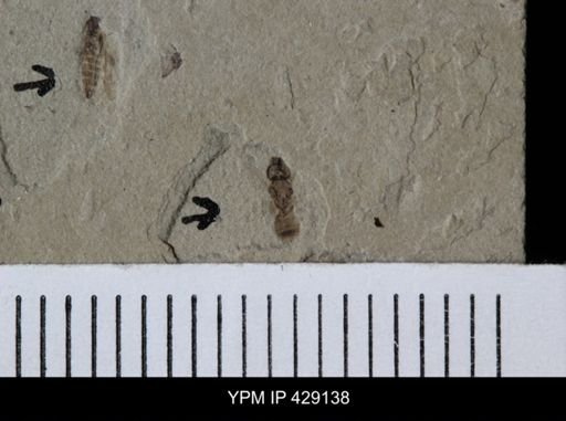 undet. Hymenoptera