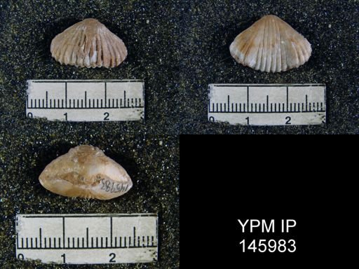 Camarophoria sp.