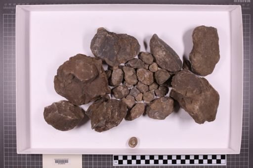 mixed taxa, stratigraphic collection