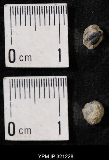 Ambocoelia sp.