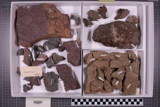 mixed taxa, stratigraphic collection
