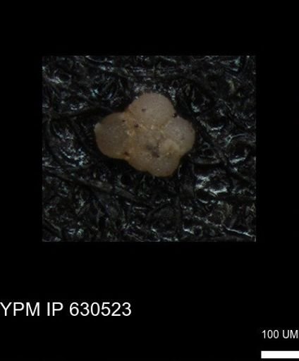 undet. Rugoglobigerinidae