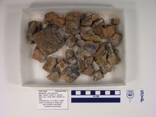Phytosauridae