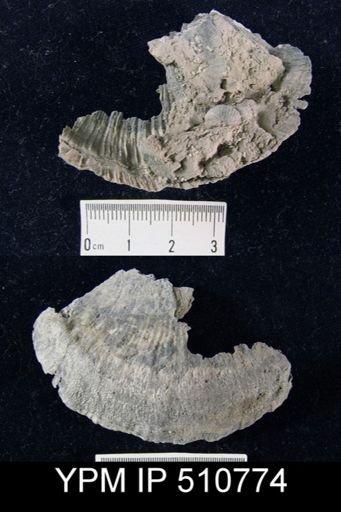 Stropheodonta concava