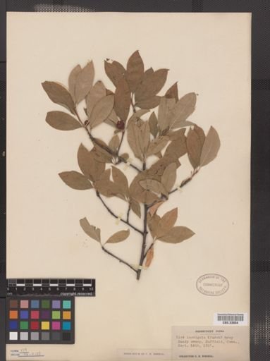 Ilex laevigata