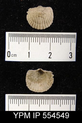 Tropidoleptus?