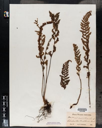 Cheilanthes tomentosa
