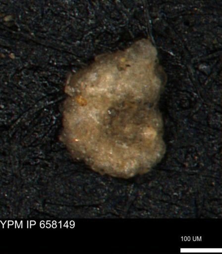 Lituotuba sp.