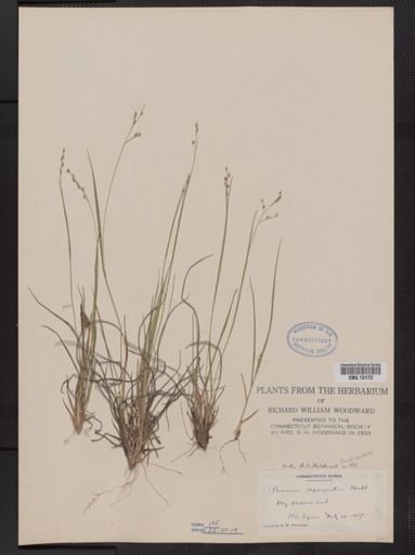 Panicum depauperatum