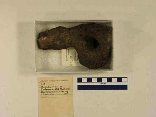 Mosasaurus sp.