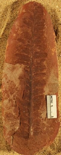 Pecopteris