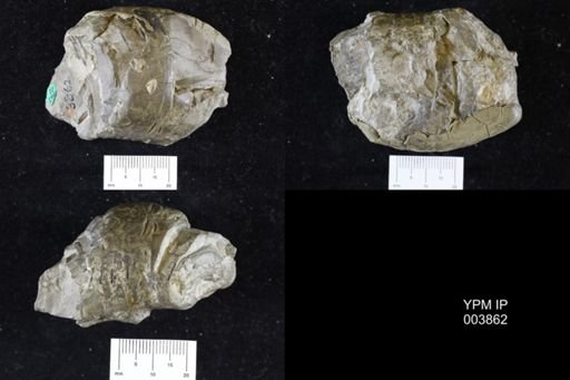 Uranoceras