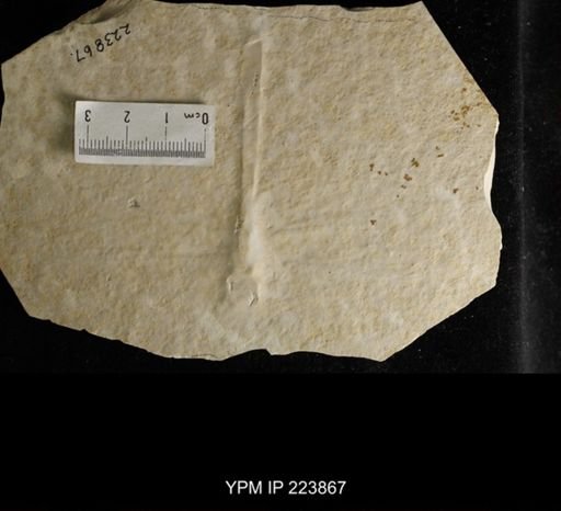 Stenophlebia latreillei