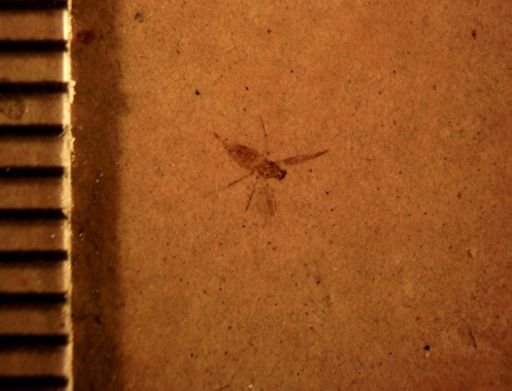 undet. Diptera