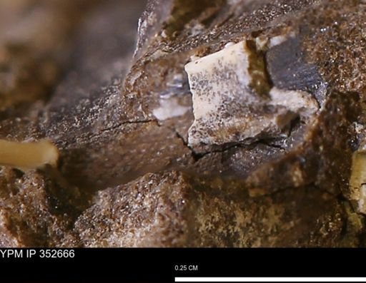 undet. Mollusca