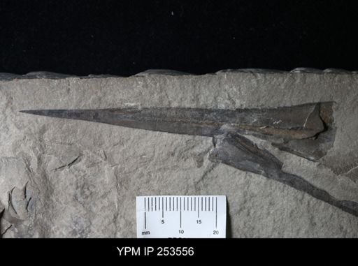 Dolichopterus macrocheirus