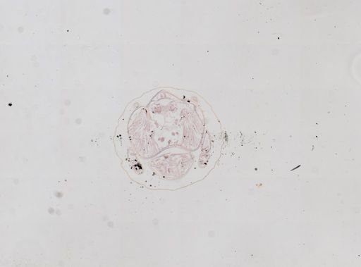 Prenolepis imparis