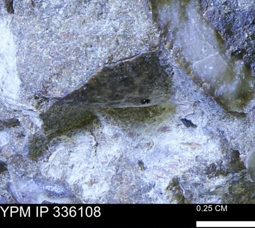 undet. Mollusca