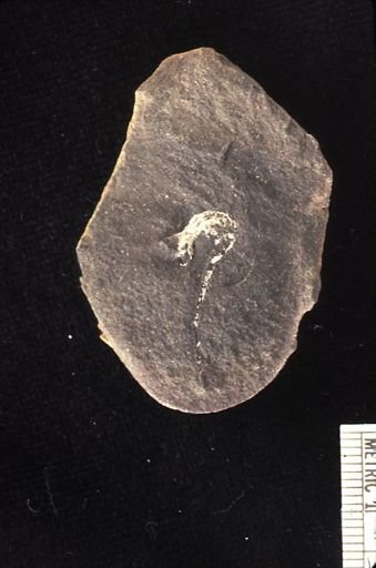 undet. Scaphitidae