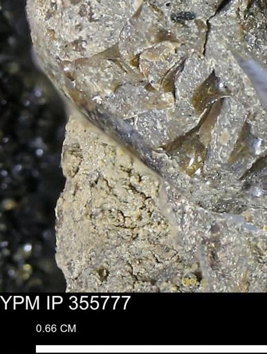 undet. Scaphitidae