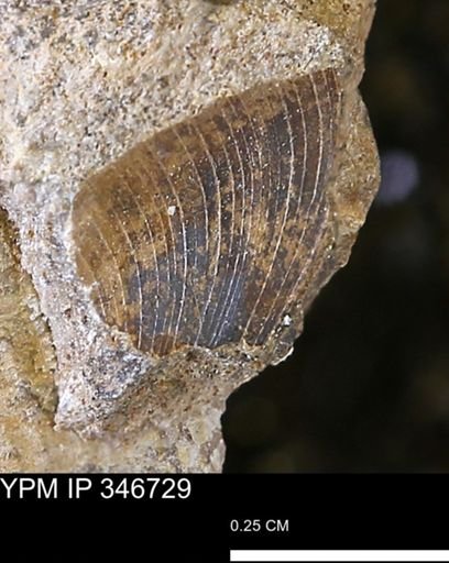 Limopsis striatopunctatus