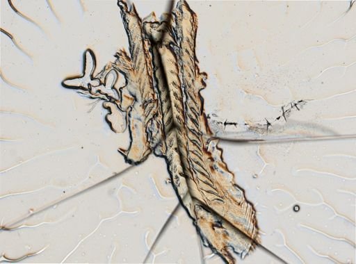 Flabellina verrucosa