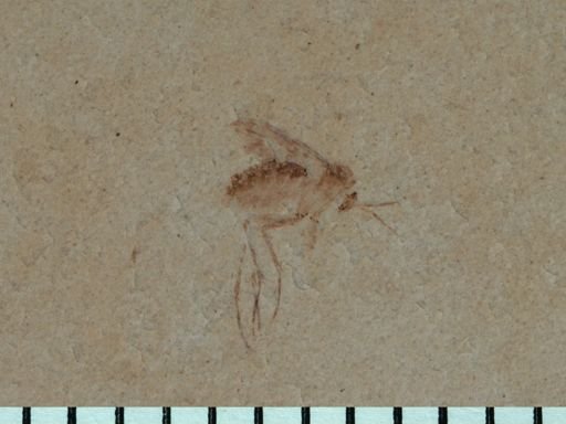 undet. Mycetophilidae