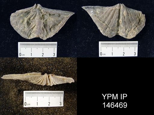 Spirifer cameratus