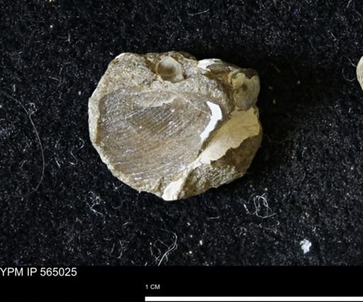 Limopsis striatopunctatus