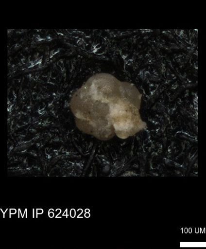 undet. Foraminiferida