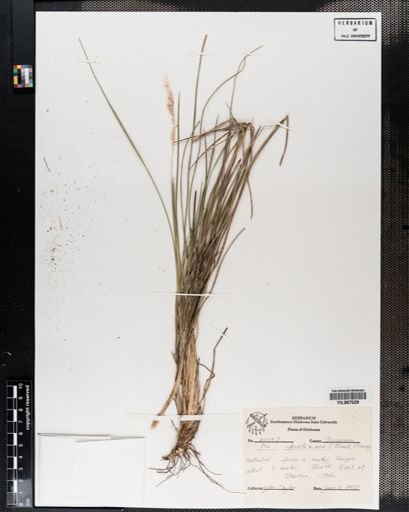 Plantae