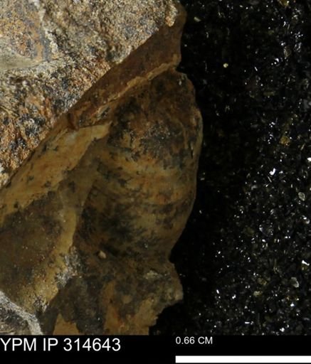 Crenella elegantula