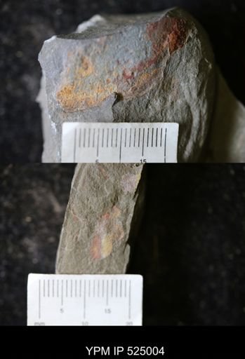 undet. Porifera