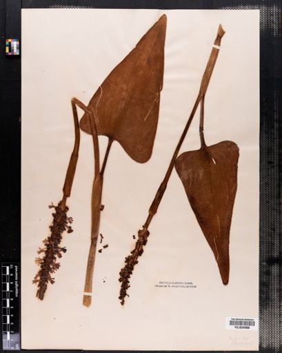 Pontederia cordata