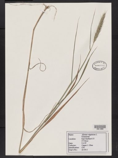 Elymus virginicus