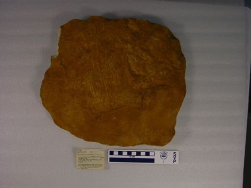 Amphicentridae