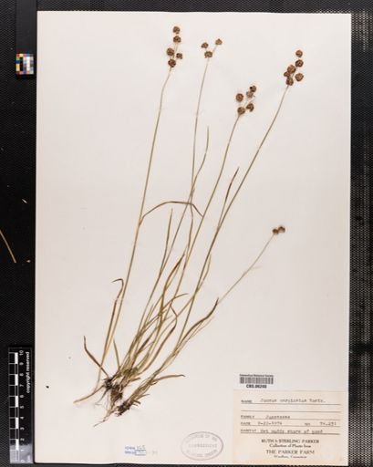 Juncus nodosus