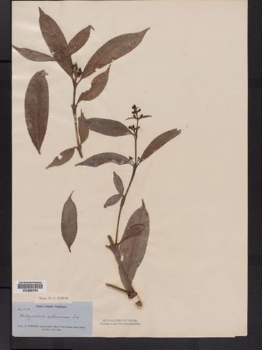 Hedyosmum arborescens