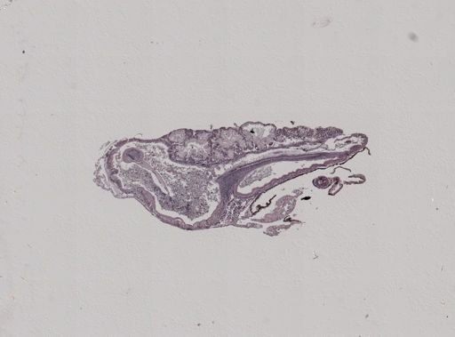 Crepidula convexa