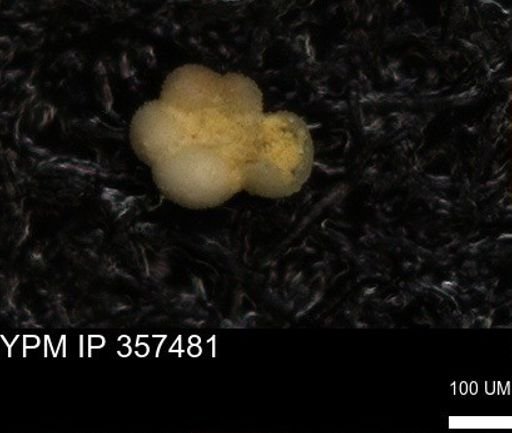 undet. Rugoglobigerinidae