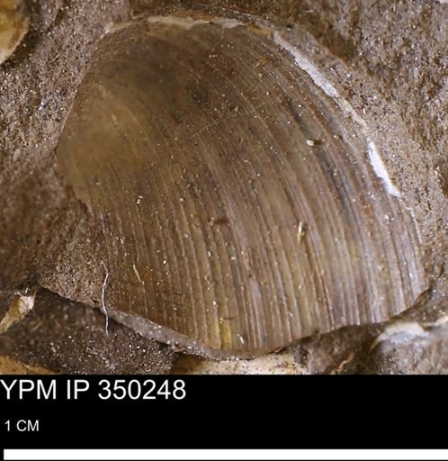 Limopsis striatopunctatus