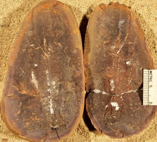 Pecopteris sp.
