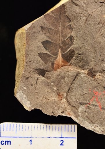 Cladophlebis sp.