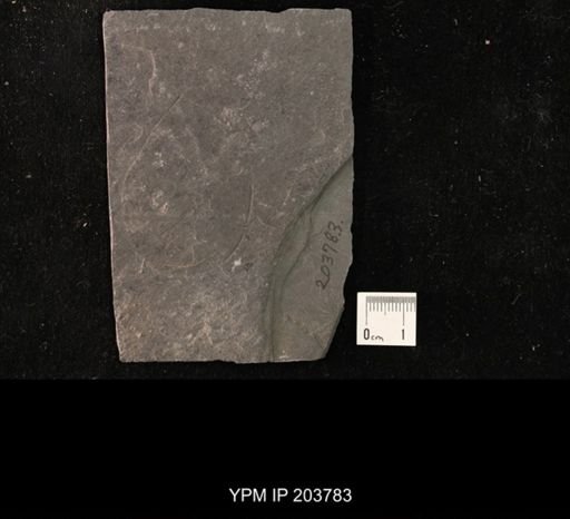 Calycanthocrinus decadactylus