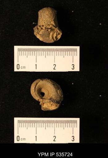 undet. Bellerophontoidea